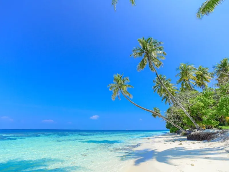 Dengue fever vaccination